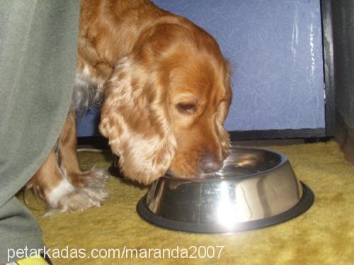 maranda Dişi İngiliz Cocker Spaniel