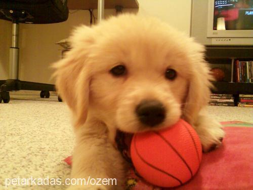 maya Dişi Golden Retriever