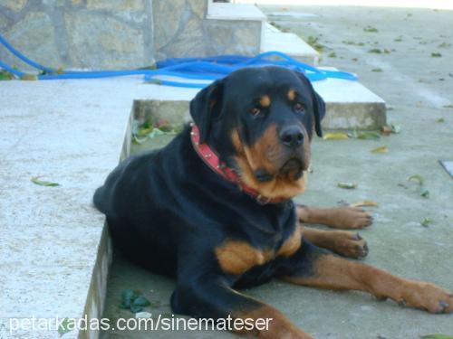 haydut Erkek Rottweiler