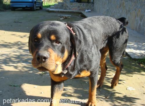 haydut Erkek Rottweiler