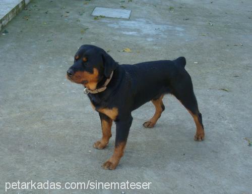 efe Erkek Rottweiler