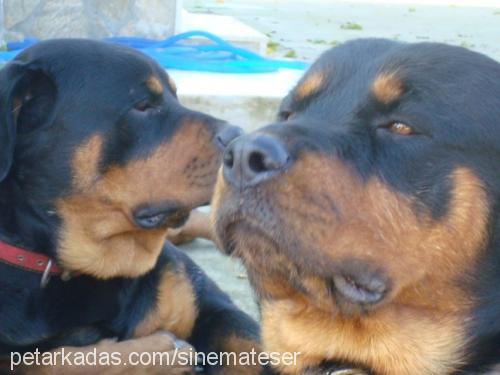 efe Erkek Rottweiler