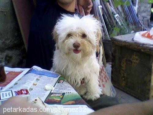 pekmez Dişi Norfolk Terrier