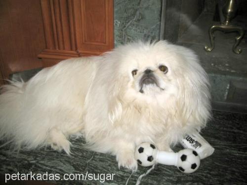 sugar Erkek Pekingese