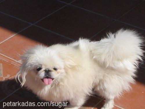 sugar Erkek Pekingese