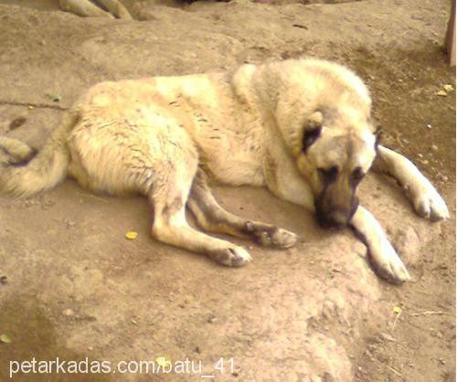 balyoz Erkek Kangal