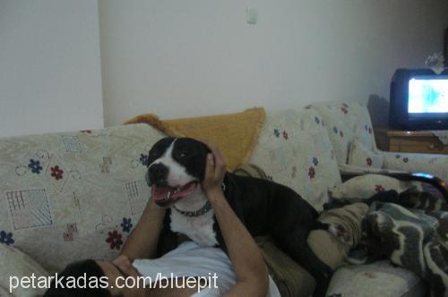 asİl Erkek Amerikan Pitbull Terrier