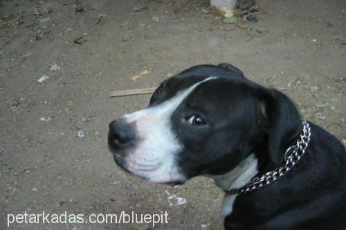 asİl Erkek Amerikan Pitbull Terrier