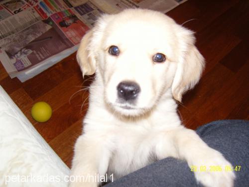 Çakıl Dişi Golden Retriever