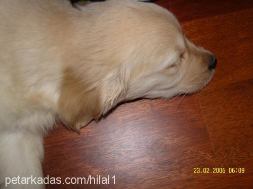 Çakıl Dişi Golden Retriever