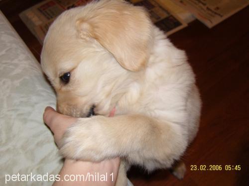 Çakıl Dişi Golden Retriever