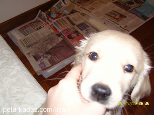 Çakıl Dişi Golden Retriever