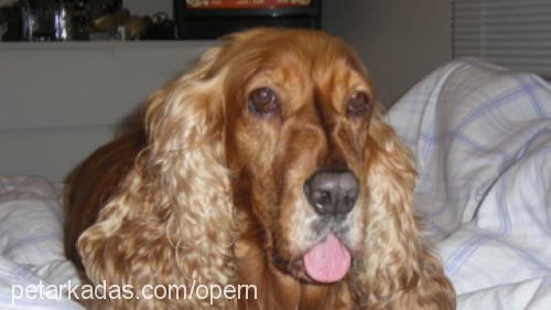 cindy Dişi İngiliz Cocker Spaniel