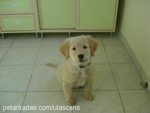 alex Erkek Golden Retriever