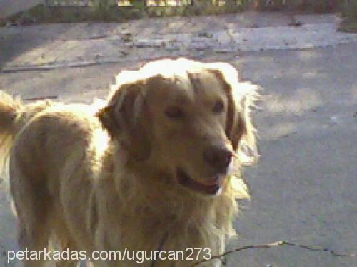 pablo Erkek Golden Retriever