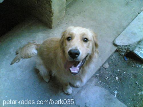 tom Erkek Golden Retriever