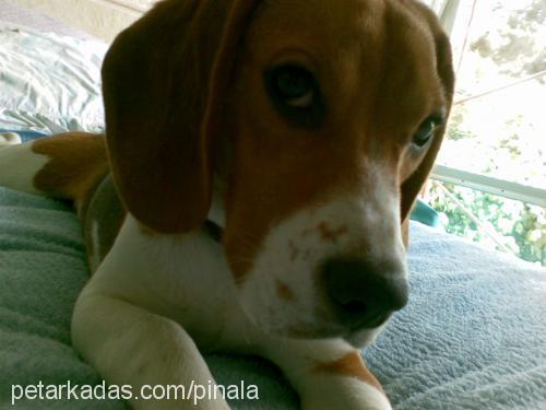 nala Dişi Beagle