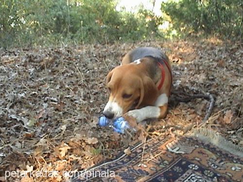 nala Dişi Beagle