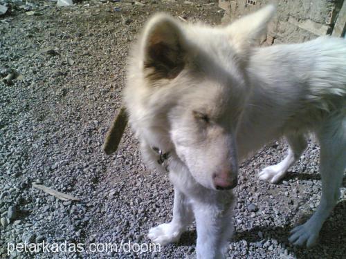 bozo Erkek Alaskan Malamute