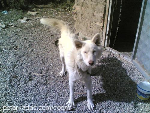 bozo Erkek Alaskan Malamute