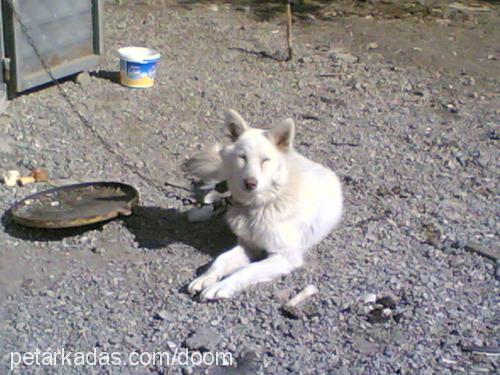 bozo Erkek Alaskan Malamute