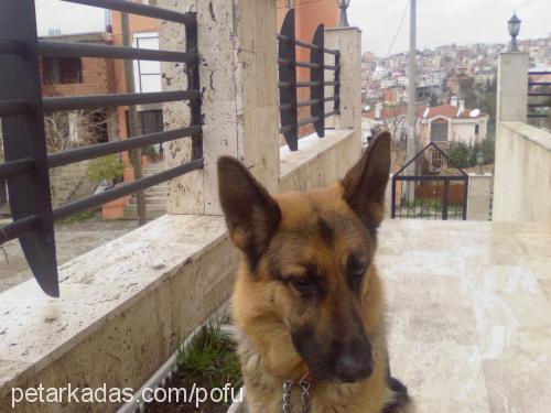 coffee Dişi Alman Çoban Köpeği