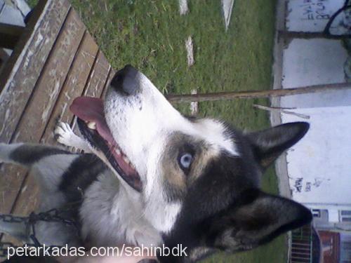 bulut Erkek Sibirya Kurdu (Husky)