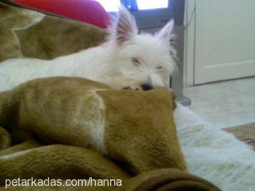 liza Dişi West Highland White Terrier