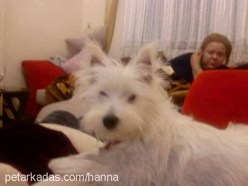 liza Dişi West Highland White Terrier