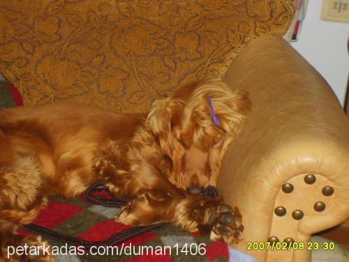 melinda Dişi İngiliz Cocker Spaniel