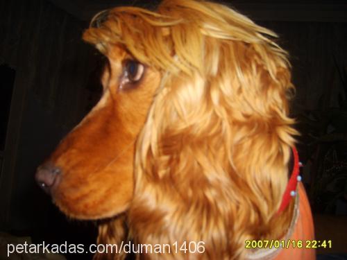 melinda Dişi İngiliz Cocker Spaniel