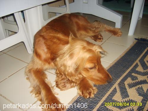 melinda Dişi İngiliz Cocker Spaniel