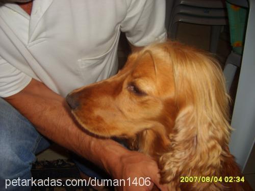 melinda Dişi İngiliz Cocker Spaniel