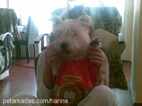 liza Dişi West Highland White Terrier