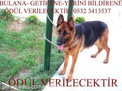 hera Dişi Alman Çoban Köpeği