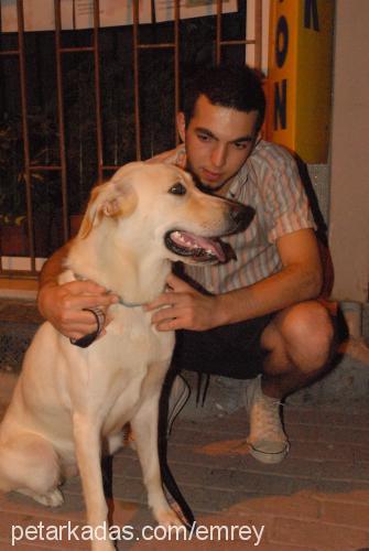 coffee Dişi Labrador Retriever