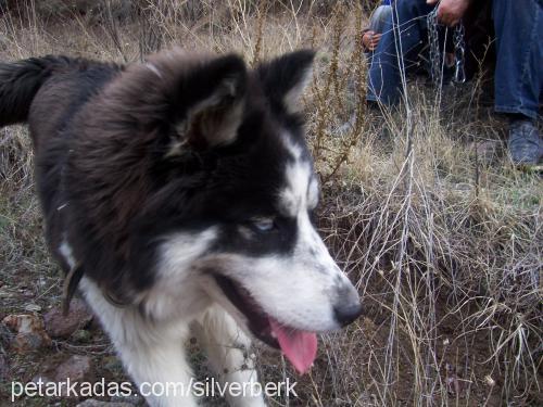 Dost Erkek Sibirya Kurdu (Husky)