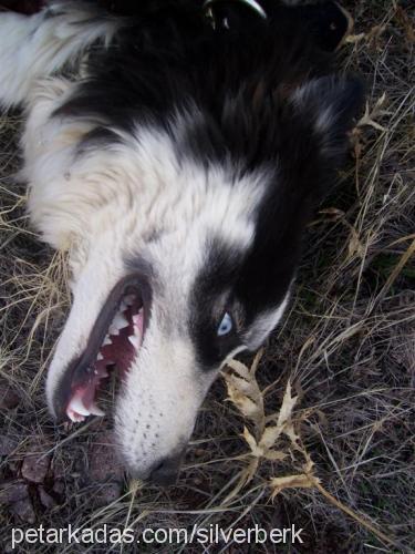 Dost Erkek Sibirya Kurdu (Husky)