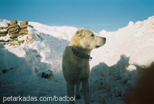 suskun Erkek Kangal