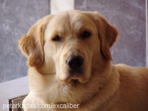 tarçın Erkek Golden Retriever