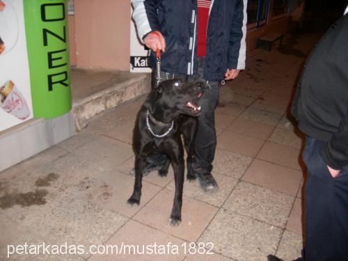 şeytan Erkek Labrador Retriever