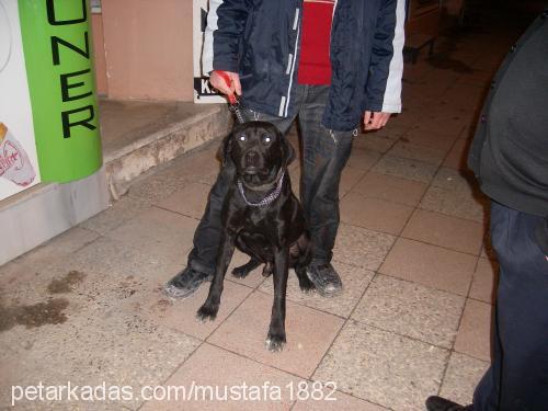 şeytan Erkek Labrador Retriever