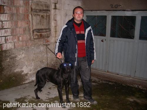 şeytan Erkek Labrador Retriever