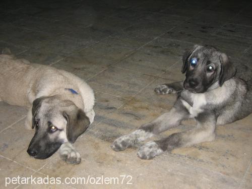 şila Dişi Kars Çoban Köpeği