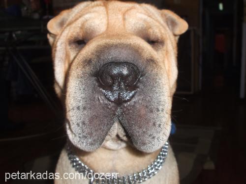 dozer Erkek Çin Shar-Pei