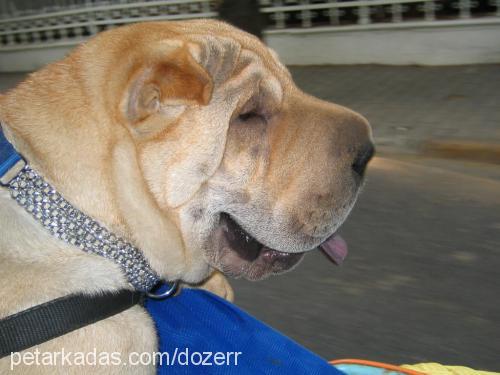 dozer Erkek Çin Shar-Pei