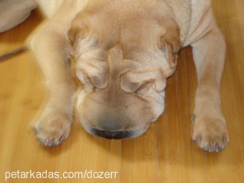 dozer Erkek Çin Shar-Pei