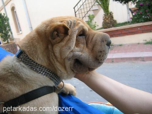 dozer Erkek Çin Shar-Pei