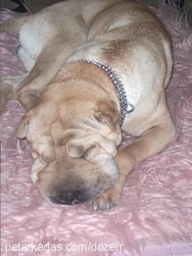 dozer Erkek Çin Shar-Pei