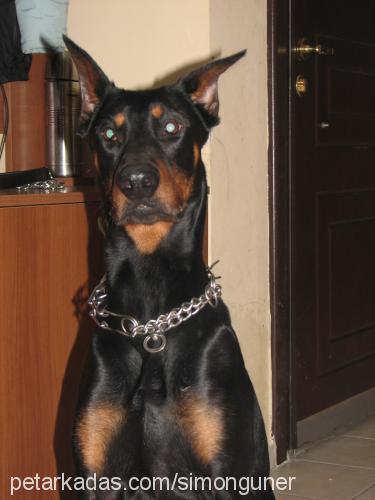 paçimu Erkek Doberman Pinscher